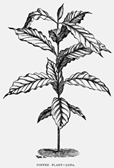 19th Century Botany Art Prints: JAVA: COFFEE PLANT. A coffee plant from Java. Wood engraving, late 19th century