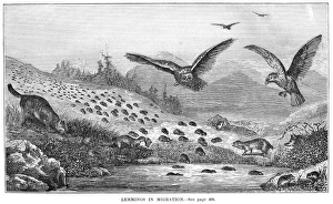 LEMMING MIGRATION. Wood engraving, 19th century LEMMING MIGRATION. Wood engraving, 19th century