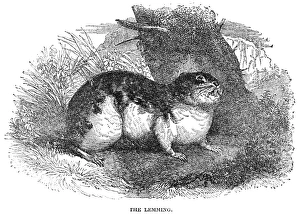 LEMMING. Wood engraving, English, 19th century LEMMING. Wood engraving, English, 19th century