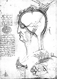 Longitudinal section of an onion and sections of the human head, eye and orbit: drawing by Leonardo da Vinci Longitudinal section of an onion and sections of the human head, eye and orbit: drawing by Leonardo da Vinci