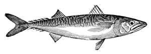Ichthyology Illustrations Prints: MACKEREL. Line engraving