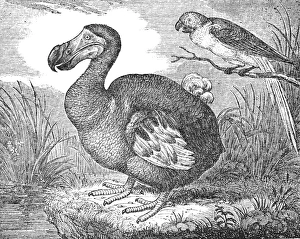 Dodo Prints: The Mauritius Dodo Print, Wood Engraving 1833