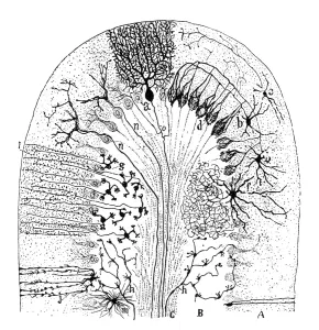 Cell types in the mammalian cerebellum Print, 1894