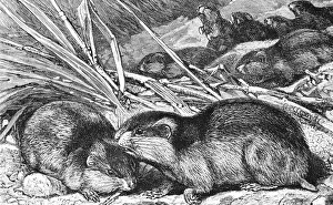 NORWEGIAN LEMMINGS. Wood engraving, 19th century NORWEGIAN LEMMINGS. Wood engraving, 19th century