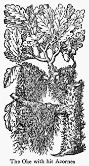 OAK TREE WITH ITS ACORNS. Woodcut from John Gerards Herball, 1597 OAK TREE WITH ITS ACORNS. Woodcut from John Gerards Herball, 1597