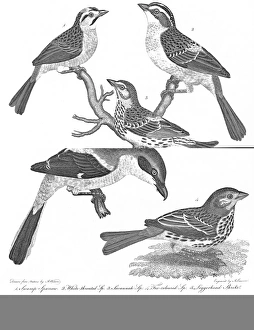 ORNITHOLOGY, 19th CENTURY. 1. Swamp sparrow 2 ORNITHOLOGY, 19th CENTURY. 1. Swamp sparrow 2