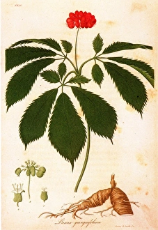 (Panax quinquefolium). Colored engraving, American, c1818 (Panax quinquefolium). Colored engraving, American, c1818
