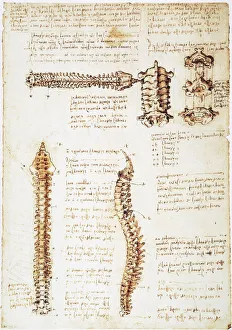 Pen and ink studies of the human spinal column by Leonardo da Vinci, c1510-11 Pen and ink studies of the human spinal column by Leonardo da Vinci, c1510-11