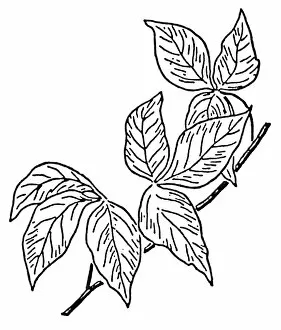 Images Dated 5th July 2007: POISON IVY. Drawing