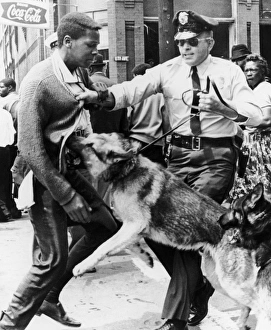 Police dog attacking a young black man during the Youth Mass Demonstration in Birmingham, Alabama, spring 1963 Police dog attacking a young black man during the Youth Mass Demonstration in Birmingham, Alabama, spring 1963