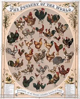POULTRY, c1868. The Poultry of the World - Portraits of all known valuable breeds of fowls POULTRY, c1868. The Poultry of the World - Portraits of all known valuable breeds of fowls