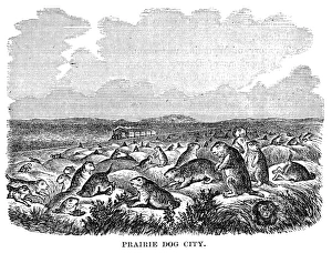 PRAIRIE DOGS. Prairie dog city on the American plains. Wood engraving, American, c1870 PRAIRIE DOGS. Prairie dog city on the American plains. Wood engraving, American, c1870