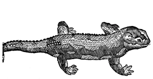 SALAMANDER. Woodcut, French, 16th century SALAMANDER. Woodcut, French, 16th century