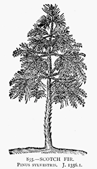 SCOTCH FIR, 1581. Pinus sylvestris. Woodcut, Flemish SCOTCH FIR, 1581. Pinus sylvestris. Woodcut, Flemish