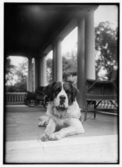 ST. BERNARD, c1920. Orville Wrights St. Bernard, Scipio, on the porch in Dayton, Ohio ST. BERNARD, c1920. Orville Wrights St. Bernard, Scipio, on the porch in Dayton, Ohio