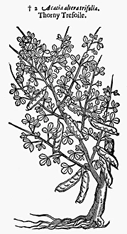 THORNY TREFOIL, 1597. Acacia altera trifolia. Woodcut from John Gerards Herball THORNY TREFOIL, 1597. Acacia altera trifolia. Woodcut from John Gerards Herball