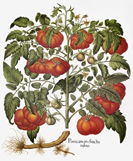 The tomato (Lycopersicon esculentum). Engraving for Basilius Beslers Florilegium The tomato (Lycopersicon esculentum). Engraving for Basilius Beslers Florilegium