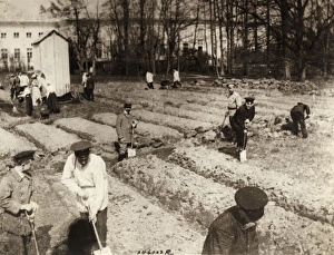 TSARSKOYE SELO, 1917. Tsar Nicholas II, along with his family and staff, working TSARSKOYE SELO, 1917. Tsar Nicholas II, along with his family and staff, working