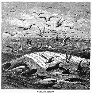 WHALE CARCASS ADRIFT, 1874. The carcass of a dead whale, stripped of all its blubber WHALE CARCASS ADRIFT, 1874. The carcass of a dead whale, stripped of all its blubber