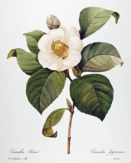 WHITE CAMELLIA (Camellia japonica). Engraving after a painting by Pierre-Joseph Redout WHITE CAMELLIA (Camellia japonica). Engraving after a painting by Pierre-Joseph Redout