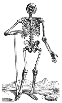 Woodcut from the first book of Andreas Vesalius De Humani Corporis Fabrica, published in 1543 at Basel Woodcut from the first book of Andreas Vesalius De Humani Corporis Fabrica, published in 1543 at Basel
