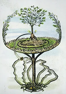 YGGDRASILL. The evergreen ash tree that in Nordic-Germanic mythology overshadows the whole universe YGGDRASILL. The evergreen ash tree that in Nordic-Germanic mythology overshadows the whole universe