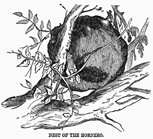 ZOOLOGY: HORNERO NEST. Nest of the hornero bird, native to Argentina. Wood engraving ZOOLOGY: HORNERO NEST. Nest of the hornero bird, native to Argentina. Wood engraving