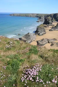 Prints of The Bedruthan Steps on the North Coast of Cornwall near St Eval; on a spring day with the Thrift or Sea Pink out in flower Images Dated 2012 May: Print of The Bedruthan Steps on a Spring Day with Thrift in Bloom