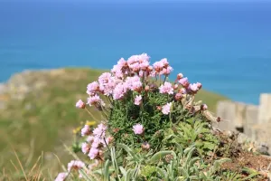 Print of The Bedruthan Steps in Spring Bloom