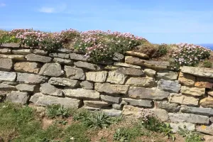 Prints of The Bedruthan Steps on the North Coast of Cornwall near St Eval; on a spring day with the Thrift or Sea Pink out in flower Images Dated 2012 May: Print of The Bedruthan Steps, a Cornish coastal scene with Thrift in bloom