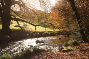 Cornwall Photography Prints: Golitha Falls