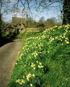 Ablington Cottage Print - Spring Day in the Cotswolds