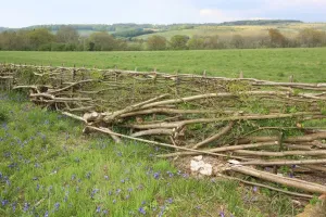 Hedging Print: Philip Godwin Hedge Laying