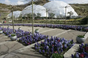 Eden Project Cornwall Print - Large Glass Biome