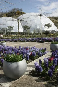 Eden Project Prints: Eden Project Cornwall Print - Large Glass Biome