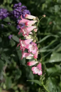 Images Dated 2006: Cotswold Cottage Garden Penstemon Print