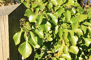 Winter Botanical Photography Prints: Leaves