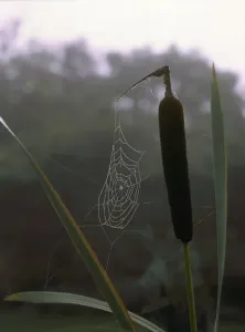 Frosty Landscape Photography Prints: Cobweb
