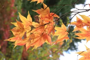 Westonbirt Autumn Trees Print