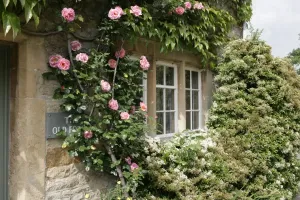 WIndows Prints: Oddington Roses Print through the windows of a Cotswold cottage