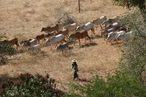 Cattle herder herding herd of cattle on the Plain of Bagan, Bagan, Myanmar (Burma)