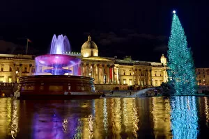 Christmas Tree in Trafalgar Square, London