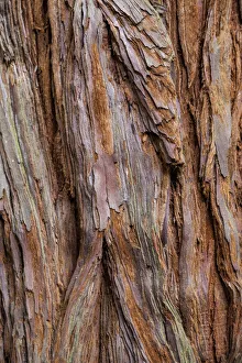 The bark of a coastal redwood in Roturua, Bay of Plenty, in New Zealand The bark of a coastal redwood in Roturua, Bay of Plenty, in New Zealand