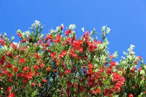 A callistemon (Red Australian Bottle Brush Tree) at Waikato in Waikato, New Zealand A callistemon (Red Australian Bottle Brush Tree) at Waikato in Waikato, New Zealand