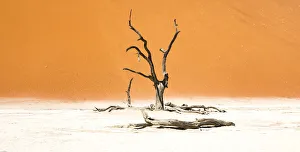 Dead trees below the dunes in Sossusvlei in Namibia Dead trees below the dunes in Sossusvlei in Namibia