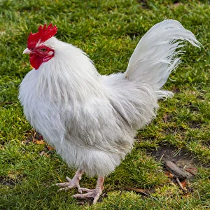 A leghorn chicken in Roturua, Bay of Plenty, in New Zealand A leghorn chicken in Roturua, Bay of Plenty, in New Zealand