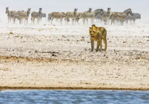 A lion heading towards a waterhole during a dust storm in Etosha National Park, Namibia A lion heading towards a waterhole during a dust storm in Etosha National Park, Namibia