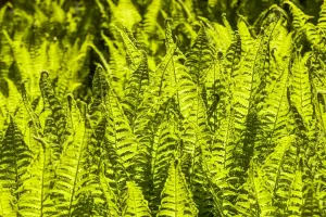 Backlit Ferns Print, Poolewe, Scotland