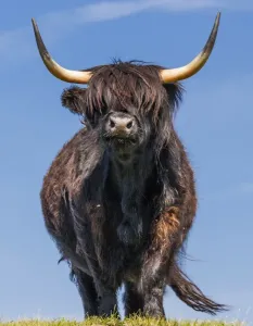 Highland Cow Prints: Highland Cow Print - Lewis, Scotland