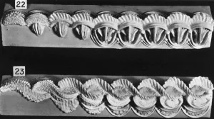 Decorative Cake Border Design with Serrated Edges